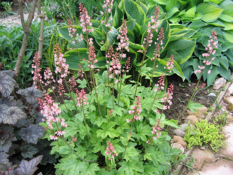 Гейхерелла Heucherella Pink Revolution