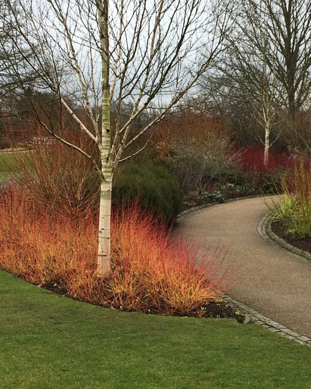 Cornus sanguinea