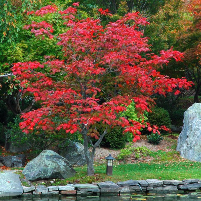 Acer japonicum 'Aconitifolium'