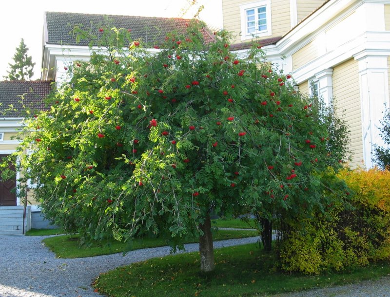 Рябина плакучая Sorbus aucuparia pendula