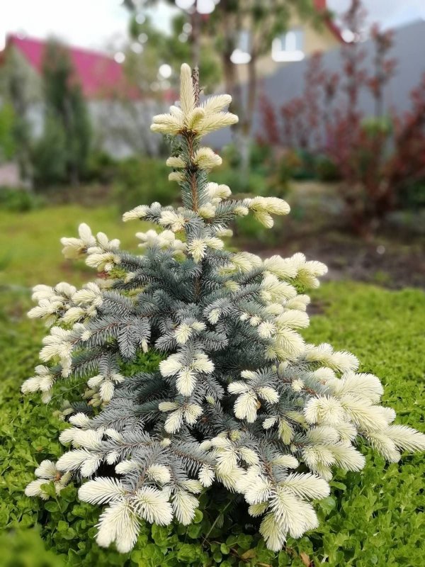 Ель колючая Белобок Picea pungens Bialobok