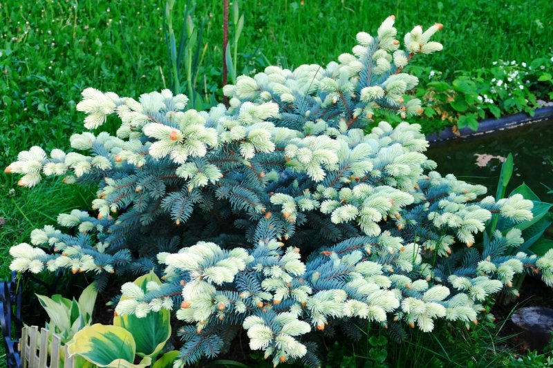 Ель колючая Белобок Picea pungens Bialobok