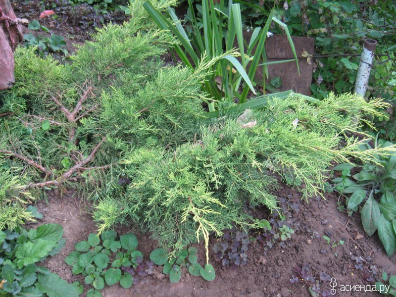 Juniperus horizontalis Андоро компакта