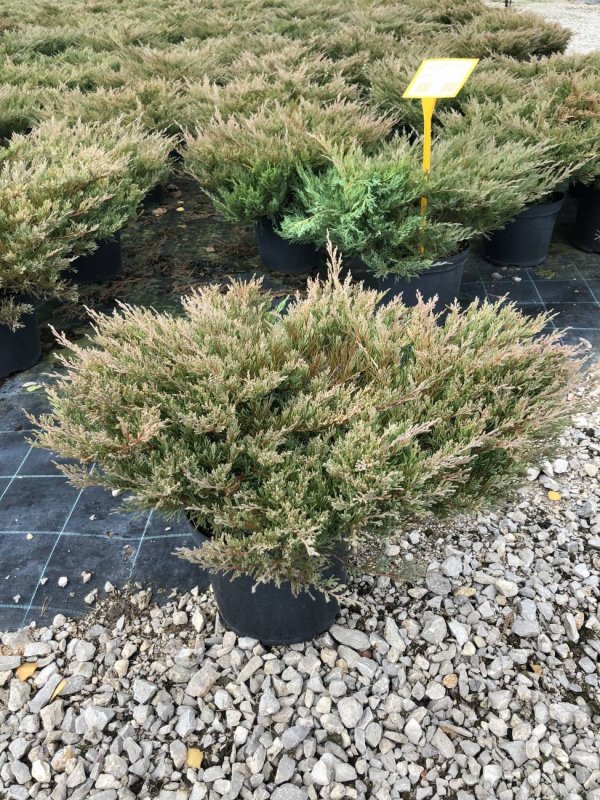 Можжевельник горизонтальный Андорра компакт Juniperus horizontalis