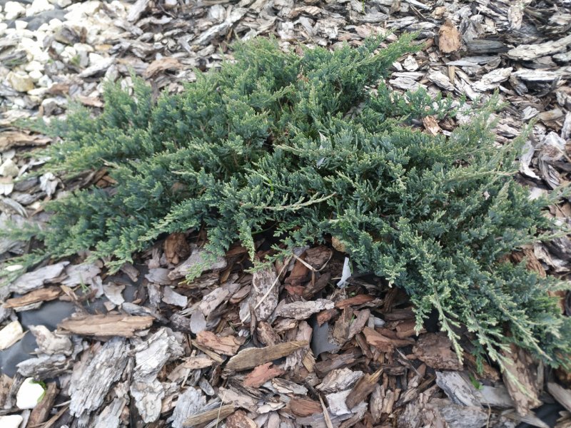 Можжевельник горизонтальный (Juniperus horizontalis Andorra Compact