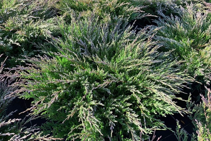 Juniperus horizontalis Andorra Compact