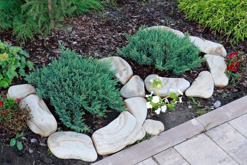 Juniperus horizontalis Andorra Compact
