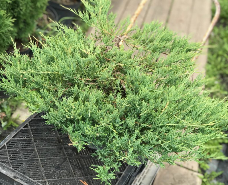 Можжевельник горизонтальный Андорра компакт (Juniperus horizontalis Andorra Compact)