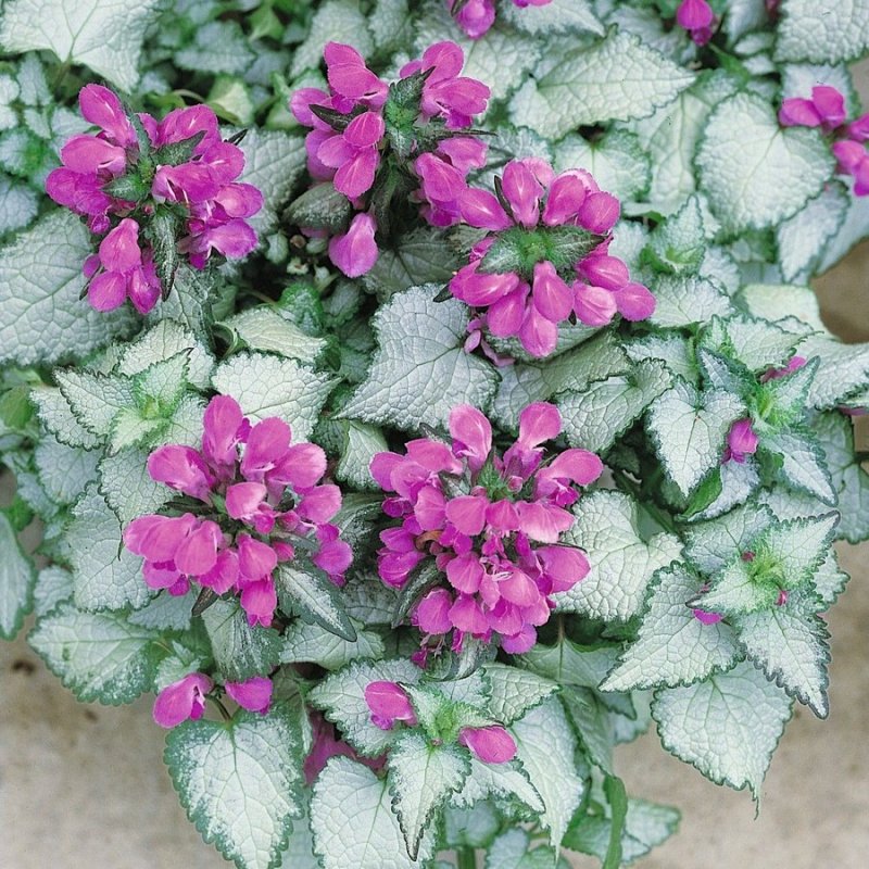Яснотка (Lamium)