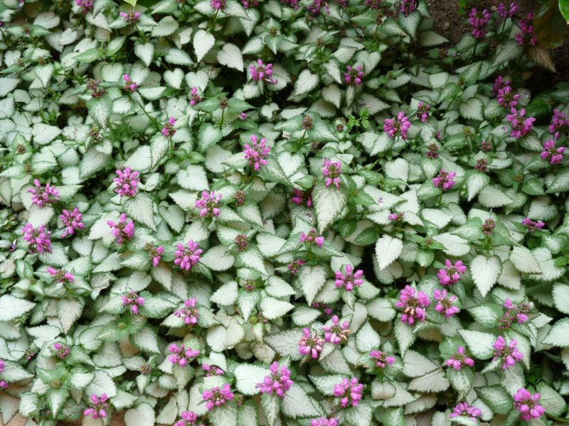 Яснотка пятнистая (Lamium maculatum 'Red Nancy')