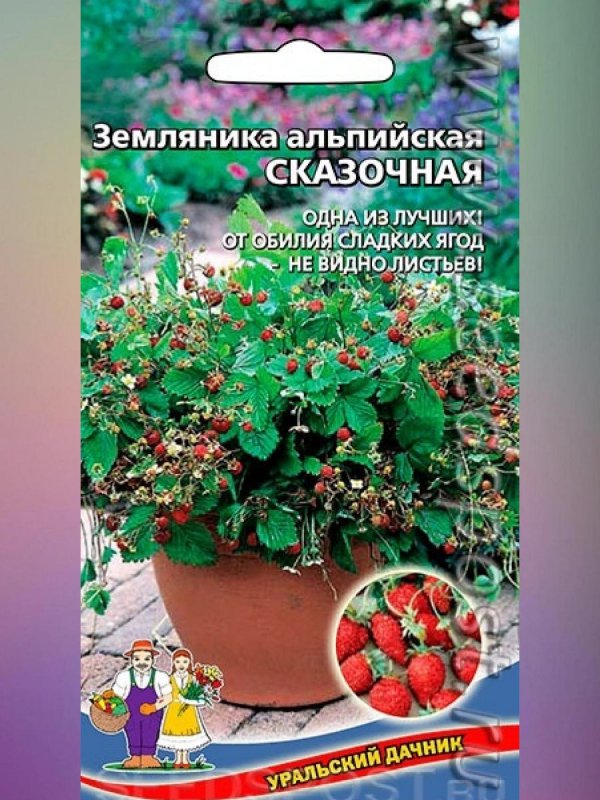 Земляника ремонтантная Альпийский гигант