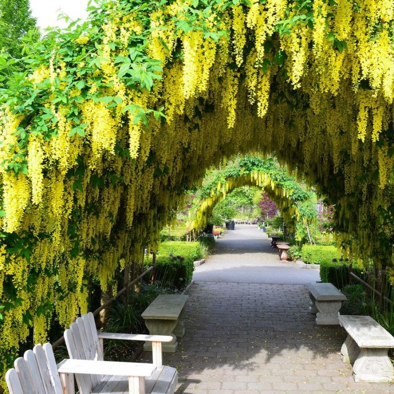 Golden Chain Tree