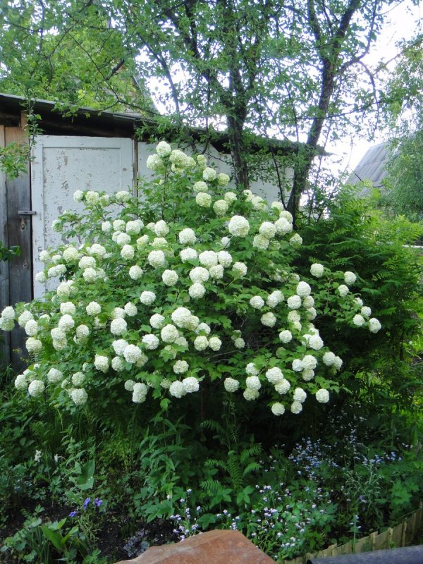 Барбарис и бульденеж