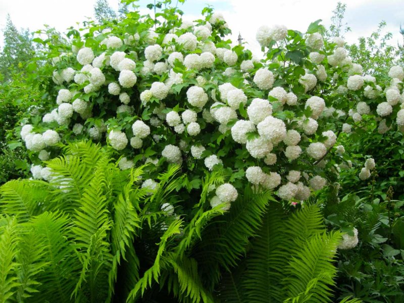 Калина бульденеж куст