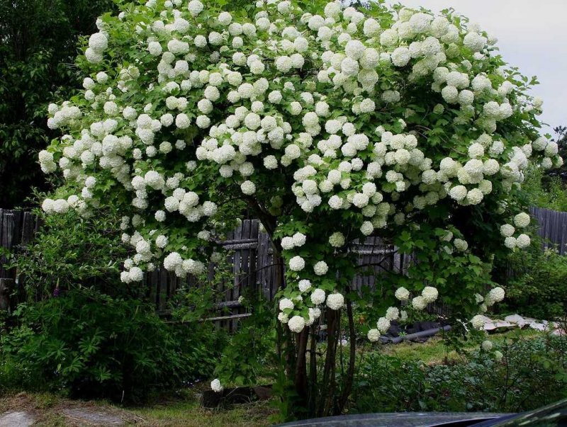 Калина бульденеж изгородь