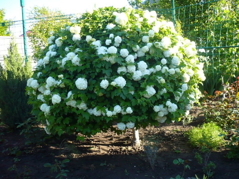 Дикая Калина бульденеж