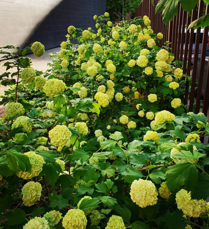 Кустарник Калина бульденеж