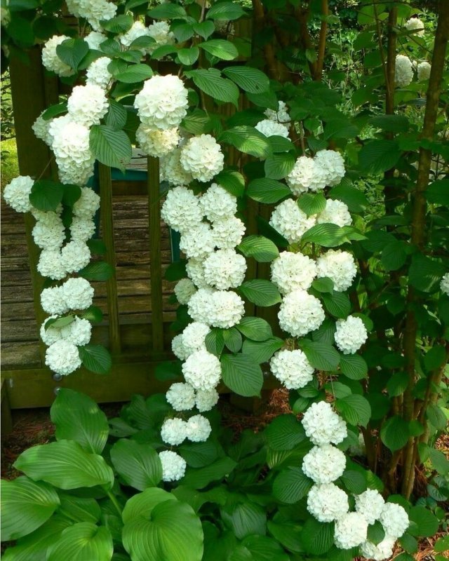 Калина бульденеж
