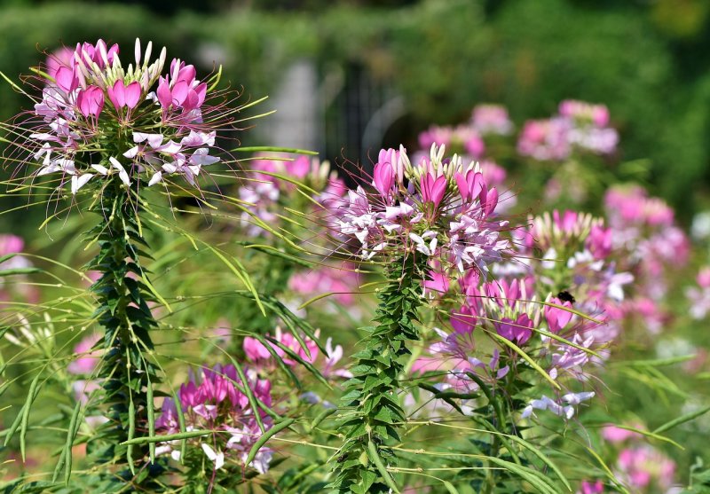 Cleomaceae