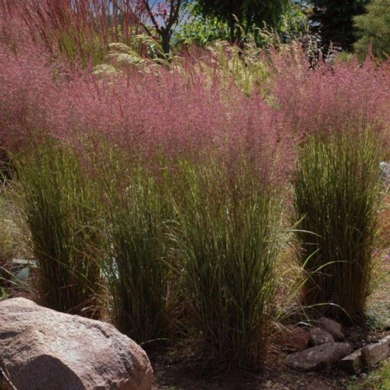 Вейник остроцветковый (Calamagrostis acutiflora ‘Overdam’)