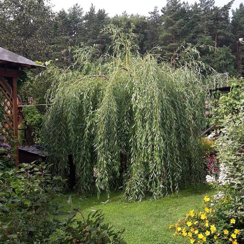 Ива # Salix Плакучий Гном