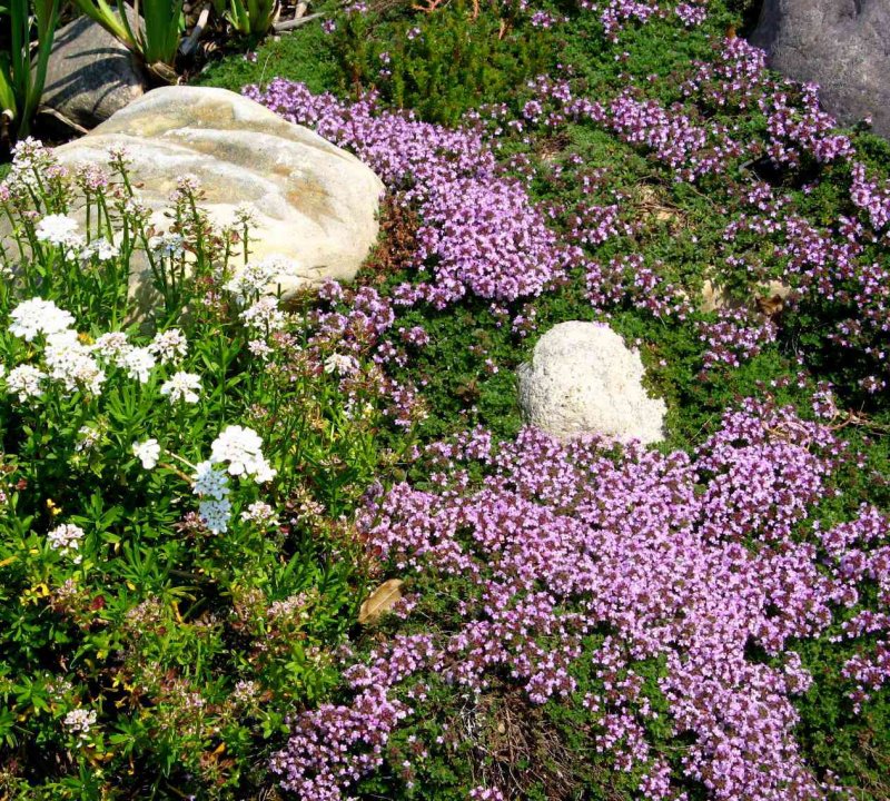 Тимьян ползучий (Thymus serpyllum 'magiс Carpet')