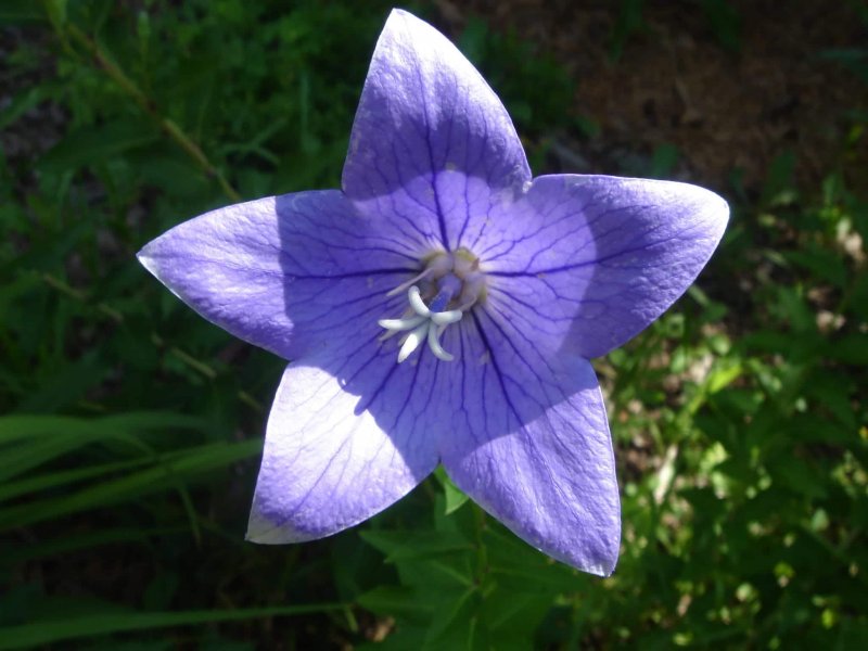 Platycodon grandiflorus