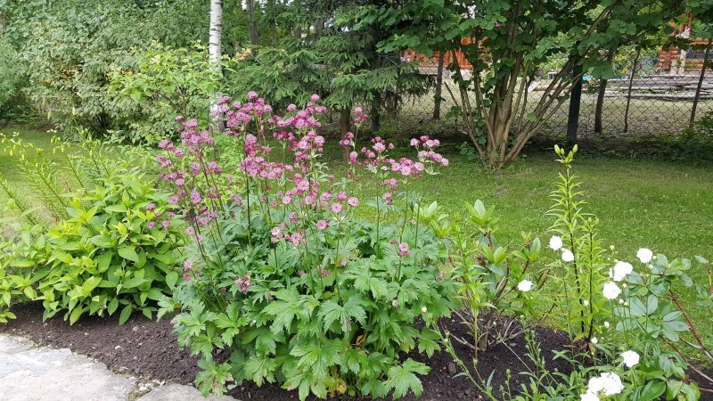 Астранция крупная куст