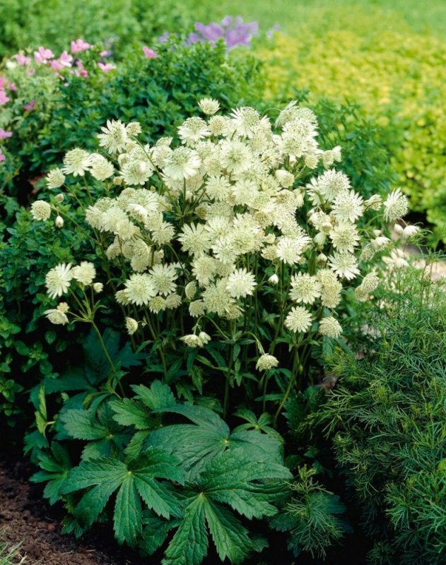 Астранция большая 'Rosensinfonie'