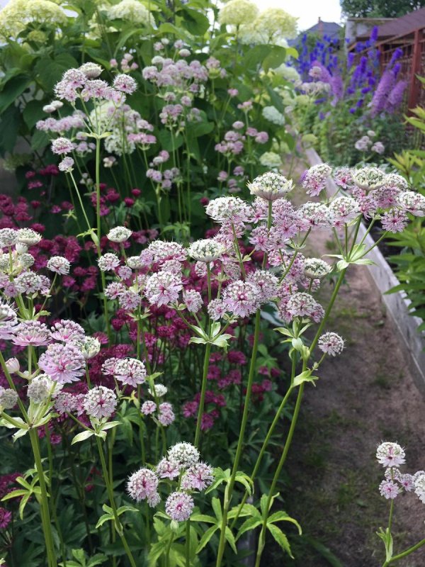 Астранция Astrantia Major Sterndolde.