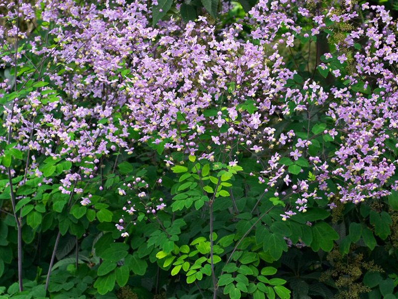 Василистник двукрылоплодный Thalictrum dipterocarpum