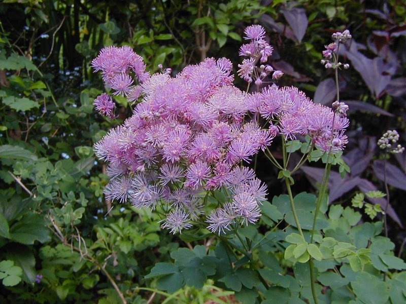 Василистник (Thalictrum) purpureum