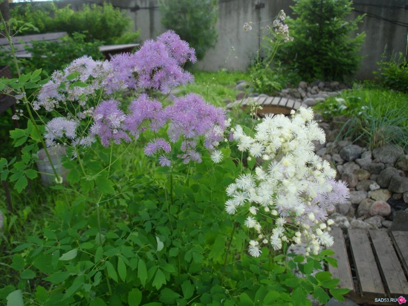 Многолетник василистник