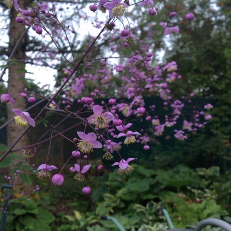Василистник delavayi (Dipteroc.)