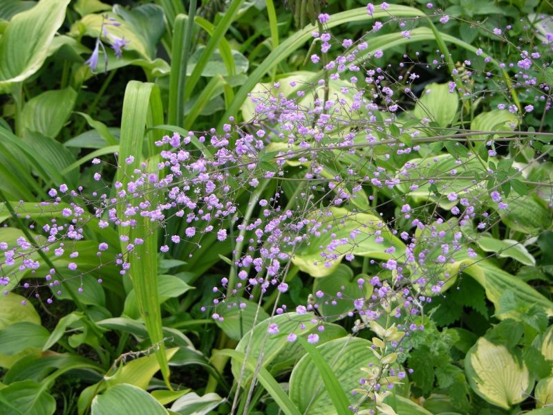 Василистник Thalictrum delavayi