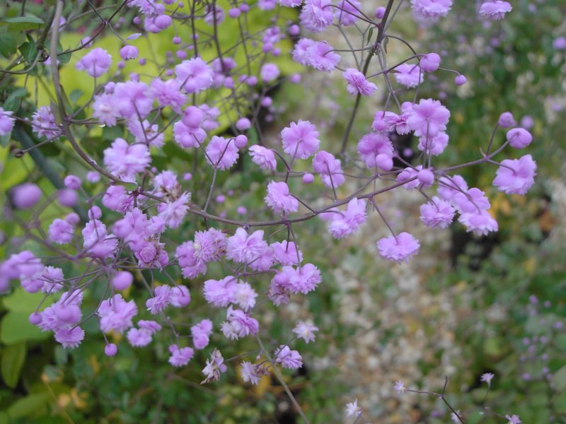 Василистник Делавея Thalictrum delavayi
