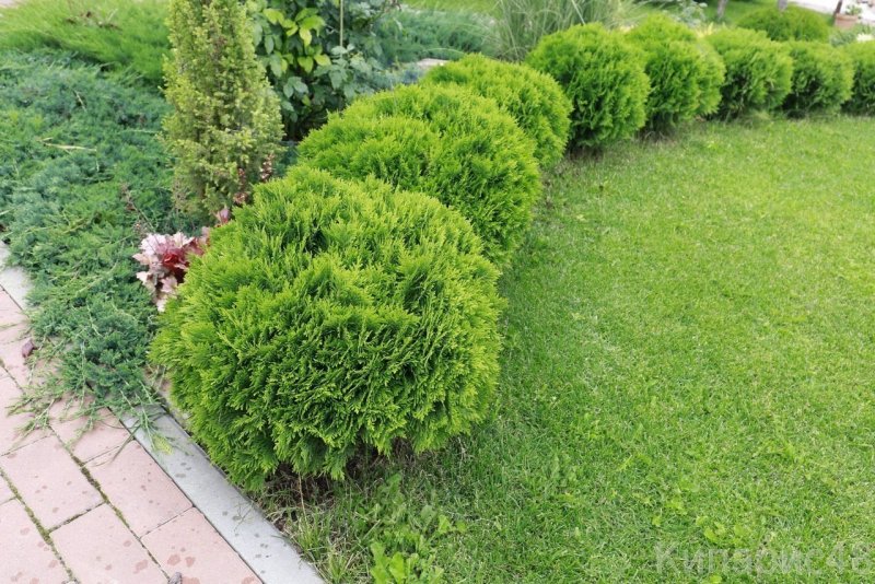 Туя Западная Даника с2
