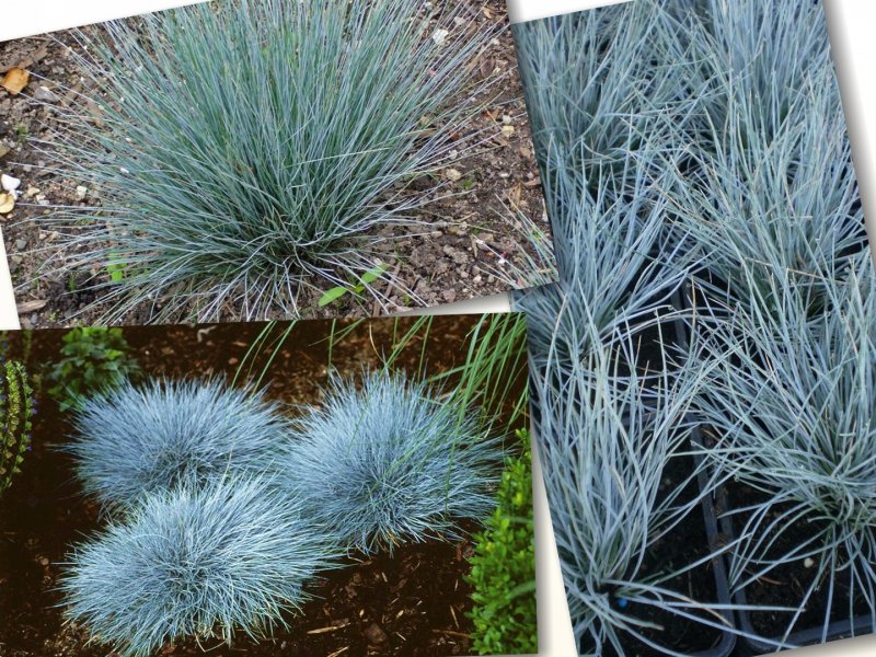 Овсяница сизая Blauglut