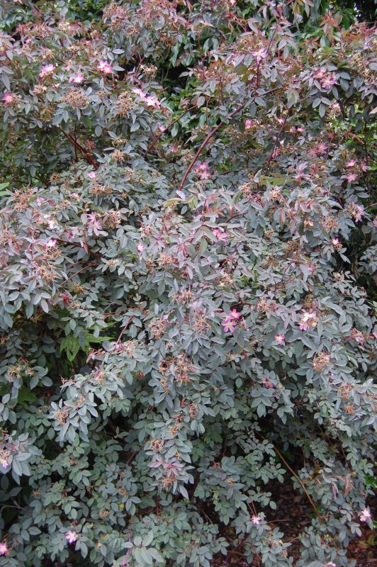 Шиповник сизый, роза сизая (Rosa glauca)