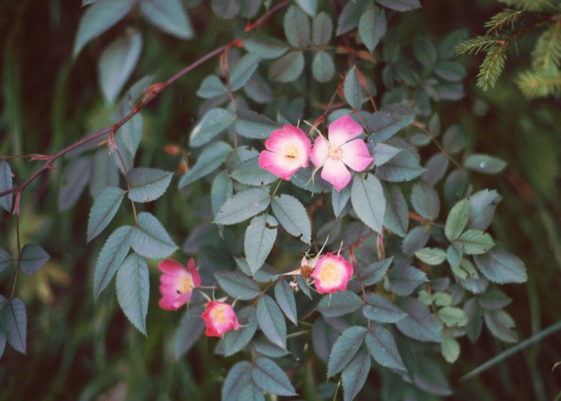 Роза сизая Rosa glauca