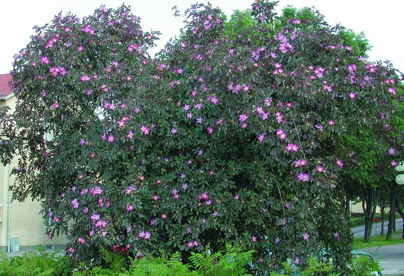 Rosa glauca (роза Глаука)