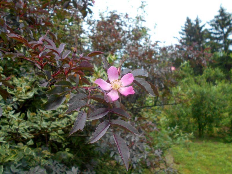 Шиповник сизый, роза сизая (Rosa glauca)