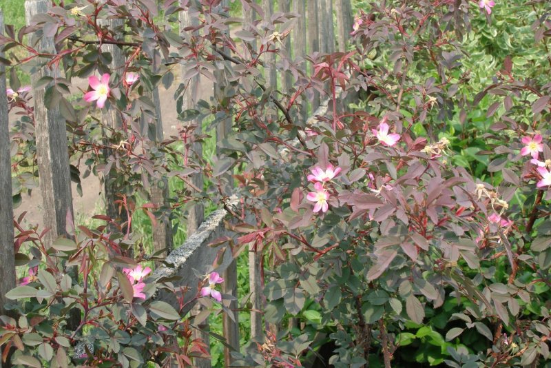 Rosa rubrifolia роза сизая купить