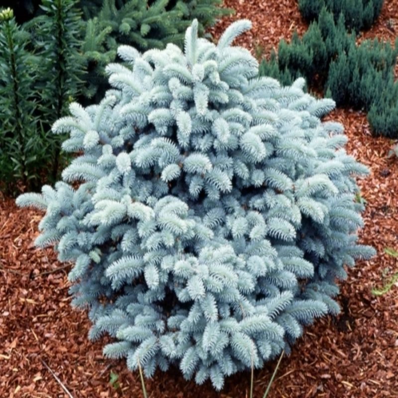 Ель колючая Глаука Глобоза (glauca globosa)