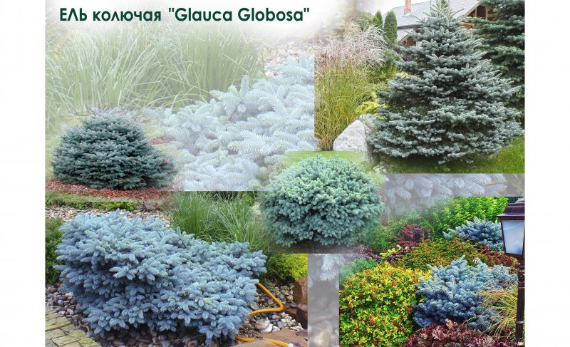 Ель колючая (Picea pungens) ‘glauca globosa’
