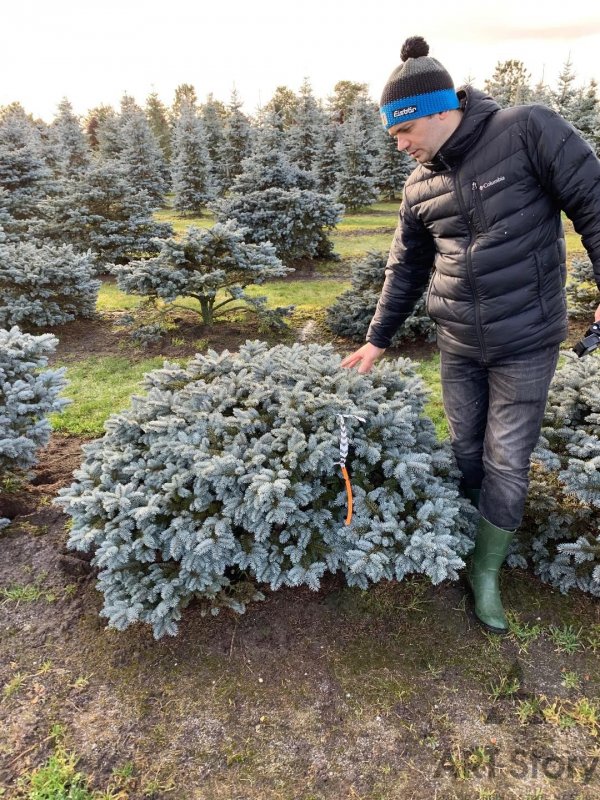Picea pungens Snow Cushion