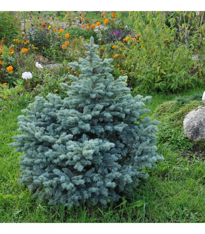 Саженец Picea pungens 'glauca globosa' c3