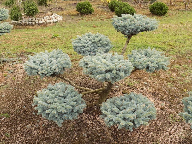 Picea pungens Глаука Глобоза