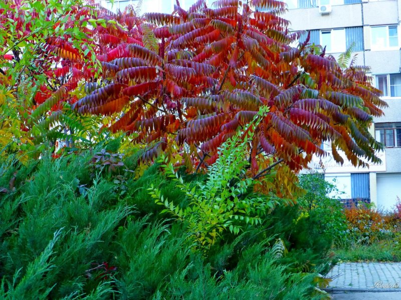 Сумах оленерогий, пушистый, уксусное дерево (Rhus typhina).