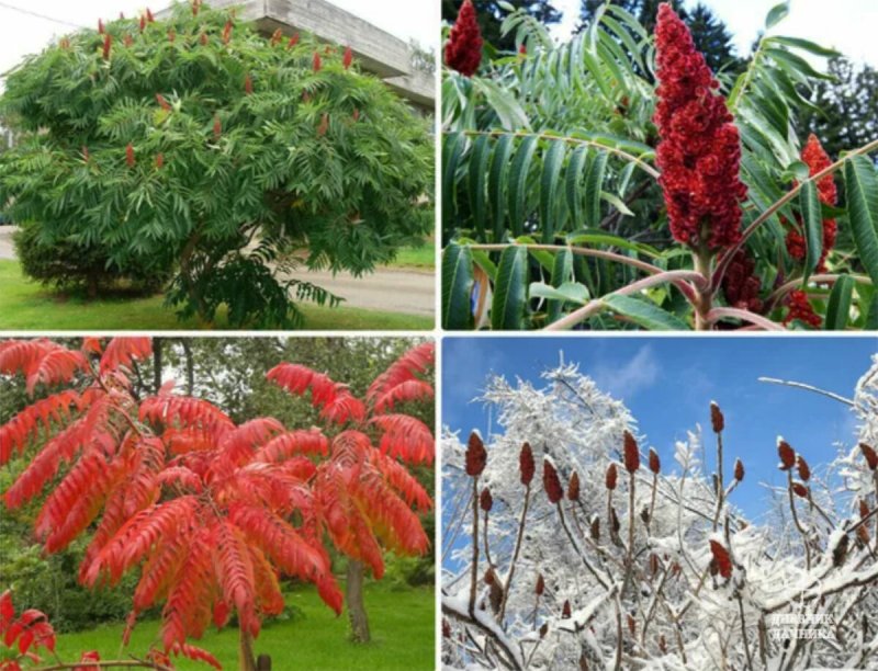 Сумах оленерогий, пушистый, уксусное дерево (Rhus typhina).